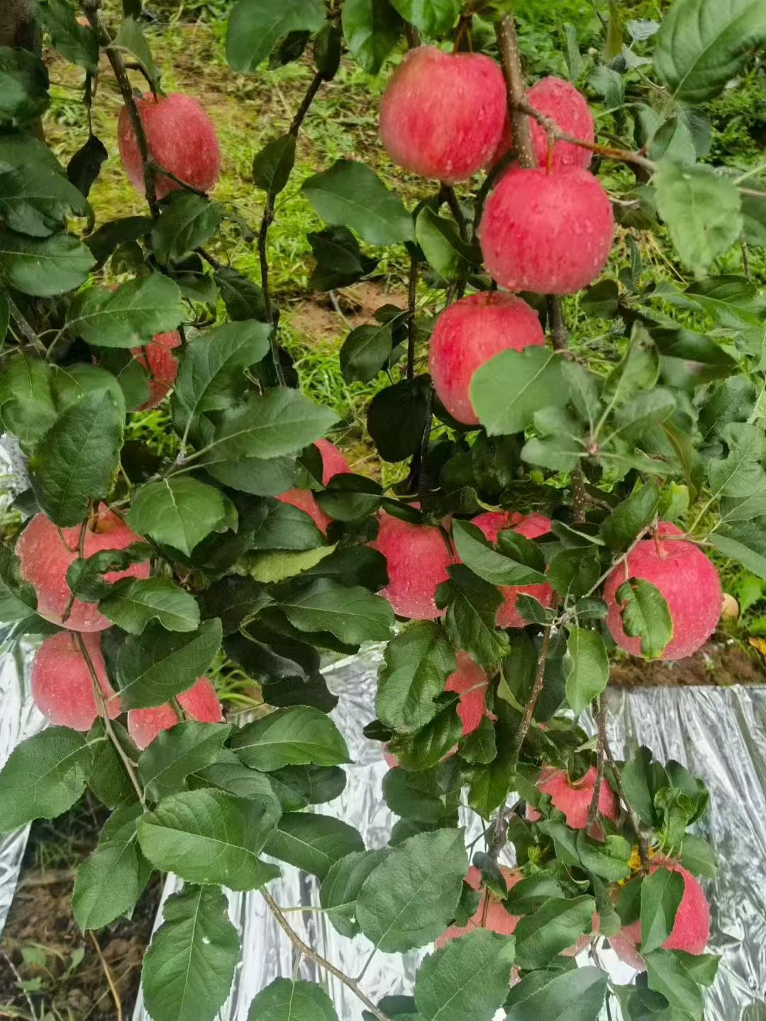 苹果