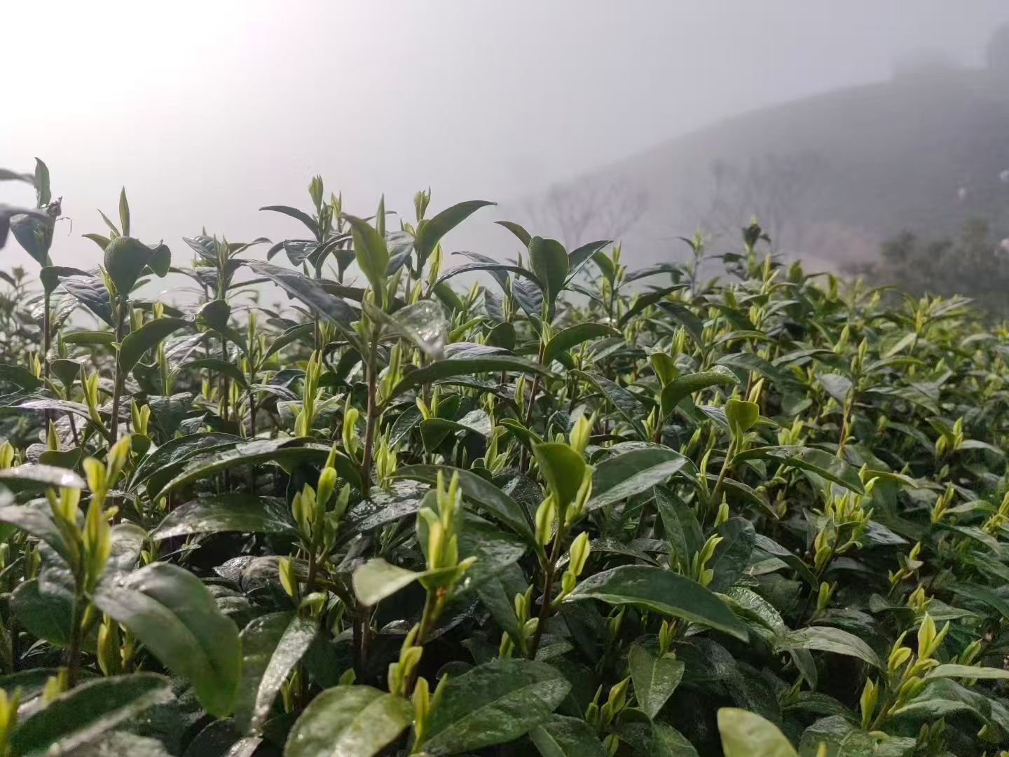 茶叶