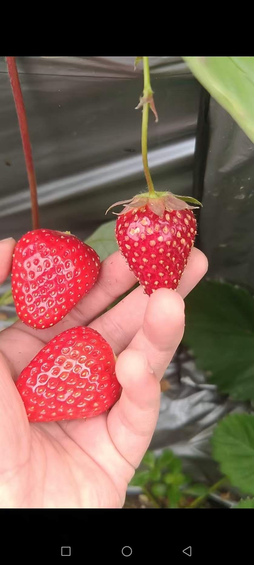 草莓
