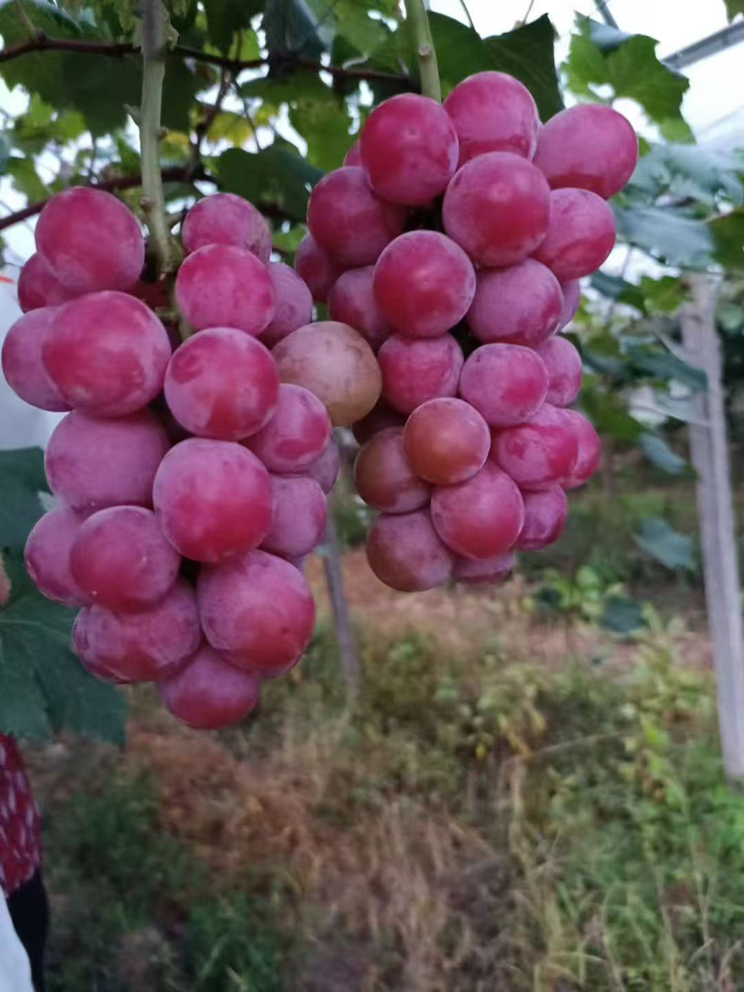 葡萄